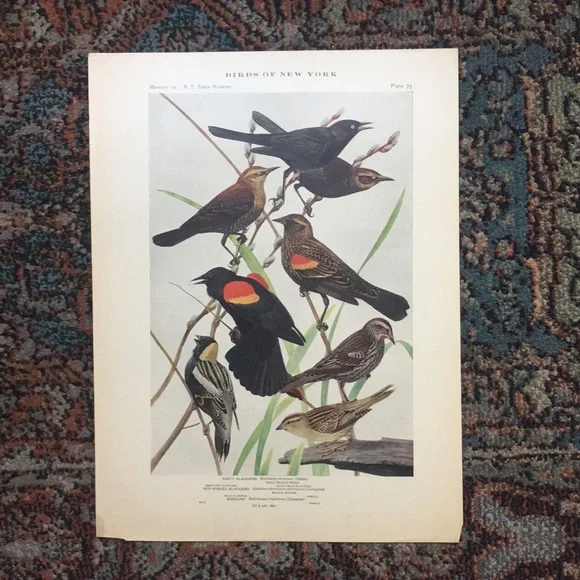 Antique 1913 Blackbird Original Print black bird - Picture 1 of 16